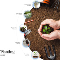 Six-step instructional graphic for planting the Floral Plantable Thank You Seed Paper Tags by Seed Bloom Gifts, showing soil cover, watering, and anticipated growth.