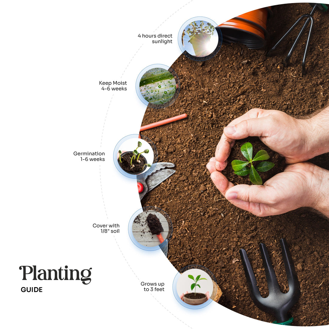 Thank You Set Plantable Seed Paper– Set of 6 - Seed Bloom Gifts