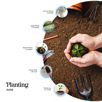 Thank You Set Plantable Seed Paper– Set of 4 - Seed Bloom Gifts