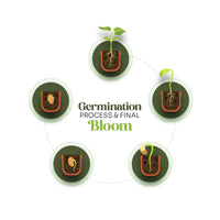 Pink and Yellow Blank Tags Plantable Seed Paper by Seed Bloom Gifts germination process, illustrating the five stages of a seed sprouting into a seedling.