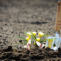 Pink Hummingbird Plantable Seed Paper – Set of 24 - Seed Bloom Gifts