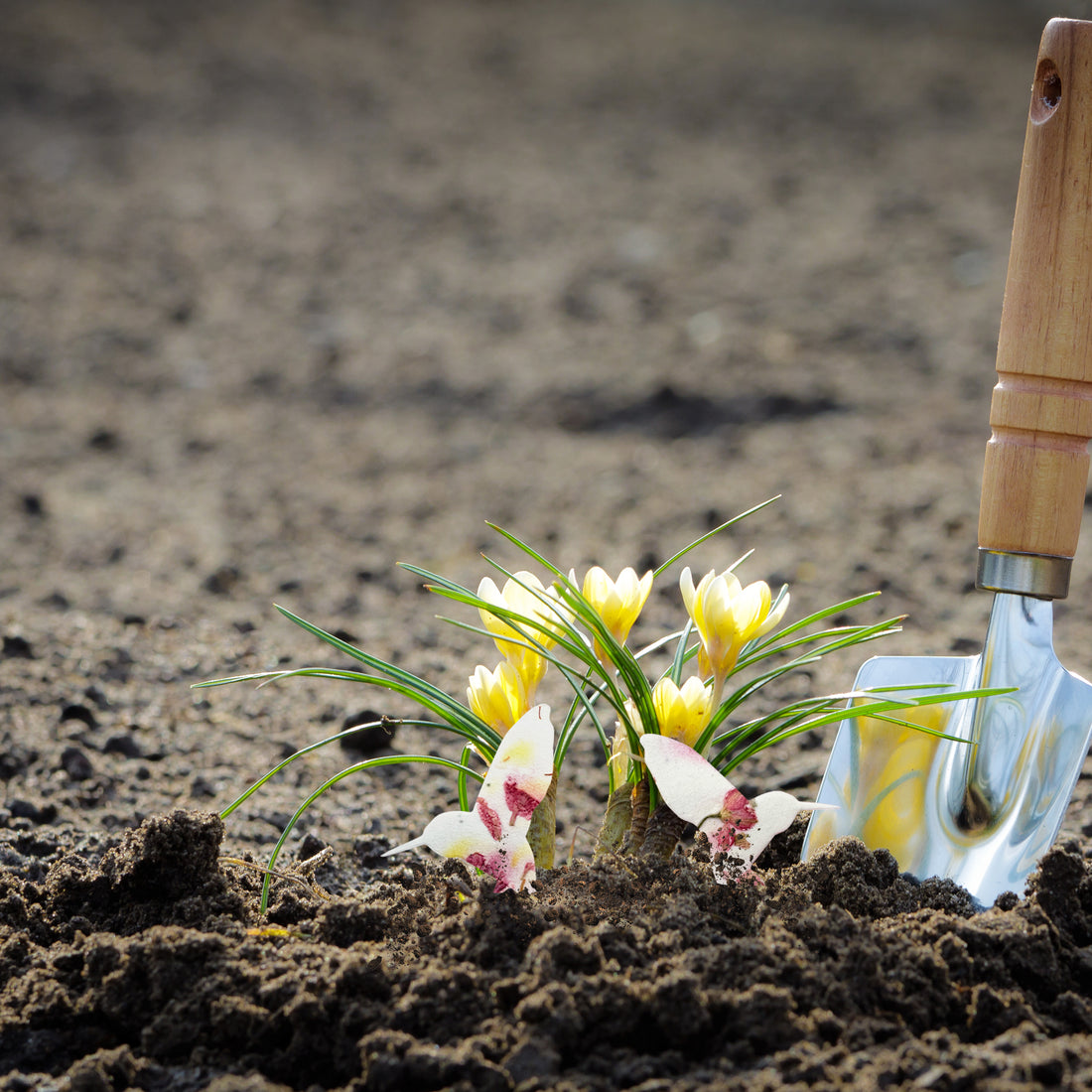 Pink Hummingbird Plantable Seed Paper - Set of 24 Animal or Pet Memorial Favors - Seed Bloom Gifts