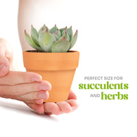 Person holding a small potted succulent with text about plant size suitability.