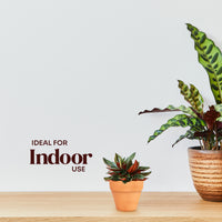 Two potted plants on a wooden surface with a plain background and text 'Ideal for Indoor Use'.
