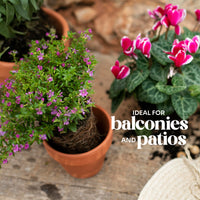 Potted plants with pink flowers in a clay pot, text 'Ideal for balconies and patios' overlayed.