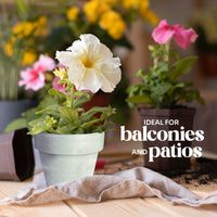 Mini White Terracotta Pots - Set of 12
