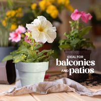 Mini White Terracotta Pots - Set of 12