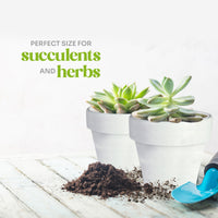 Mini White Terracotta Pots - Set of 12 - Seed Bloom Gifts