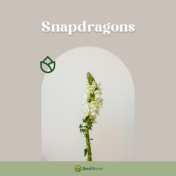 Meet the Snapdragons