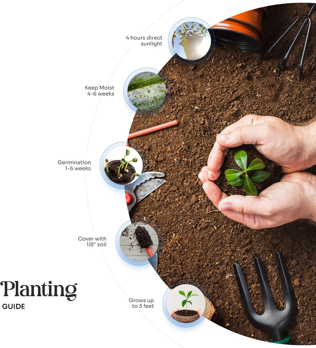 Six-step instructional graphic for planting the Floral Plantable Thank You Seed Paper Tags by Seed Bloom Gifts, showing soil cover, watering, and anticipated growth.