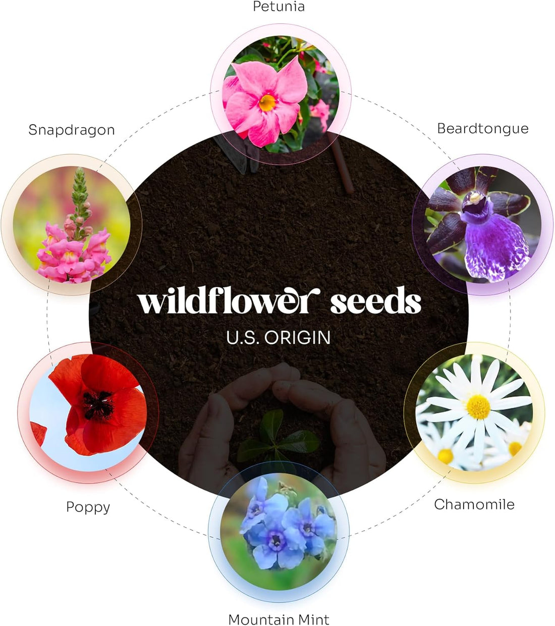 Infographic detailing the six U.S. ORIGIN wildflower seeds (Petunia, Chamomile, Poppy) contained within the Floral Plantable Thank You Seed Paper Tags by Seed Bloom Gifts.
