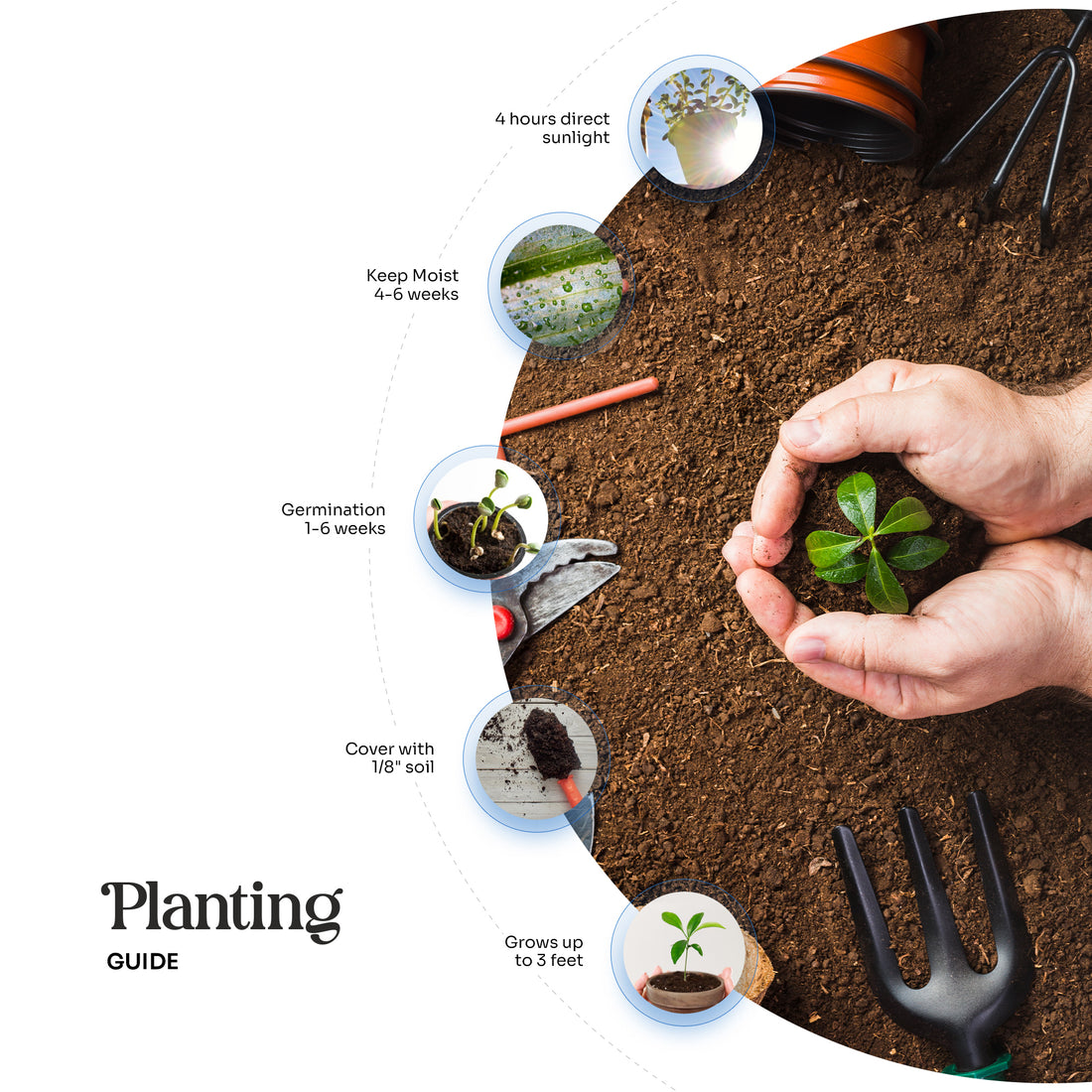 An infographic labeled "Planting GUIDE" shows a pair of hands gently cupping a small green plant in a bed of rich brown soil, surrounded by gardening tools and a circular path detailing six steps for planting: 4 hours direct sunlight, Keep Moist 4-6 weeks, Germination 1-6 weeks, Cover with 1/8" soil, Grows up to 3 feet, and a central image of a seedling.