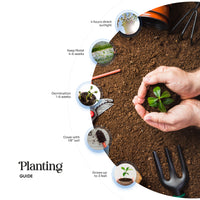 An infographic labeled "Planting GUIDE" shows a pair of hands gently cupping a small green plant in a bed of rich brown soil, surrounded by gardening tools and a circular path detailing six steps for planting: 4 hours direct sunlight, Keep Moist 4-6 weeks, Germination 1-6 weeks, Cover with 1/8" soil, Grows up to 3 feet, and a central image of a seedling.