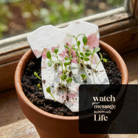Bloom Plantable Seed Paper Baby Shower Kit onesie sprouting seedlings in terra cotta pot with message 'watch your message bloom into life