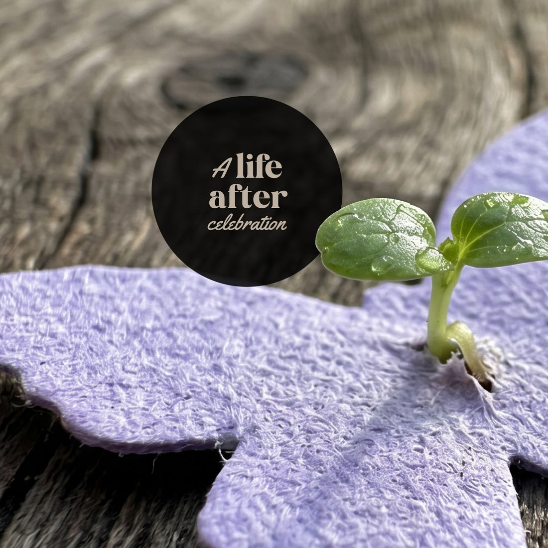 Purple butterfly Confetti Seed Paper sprouting with seedling showing &