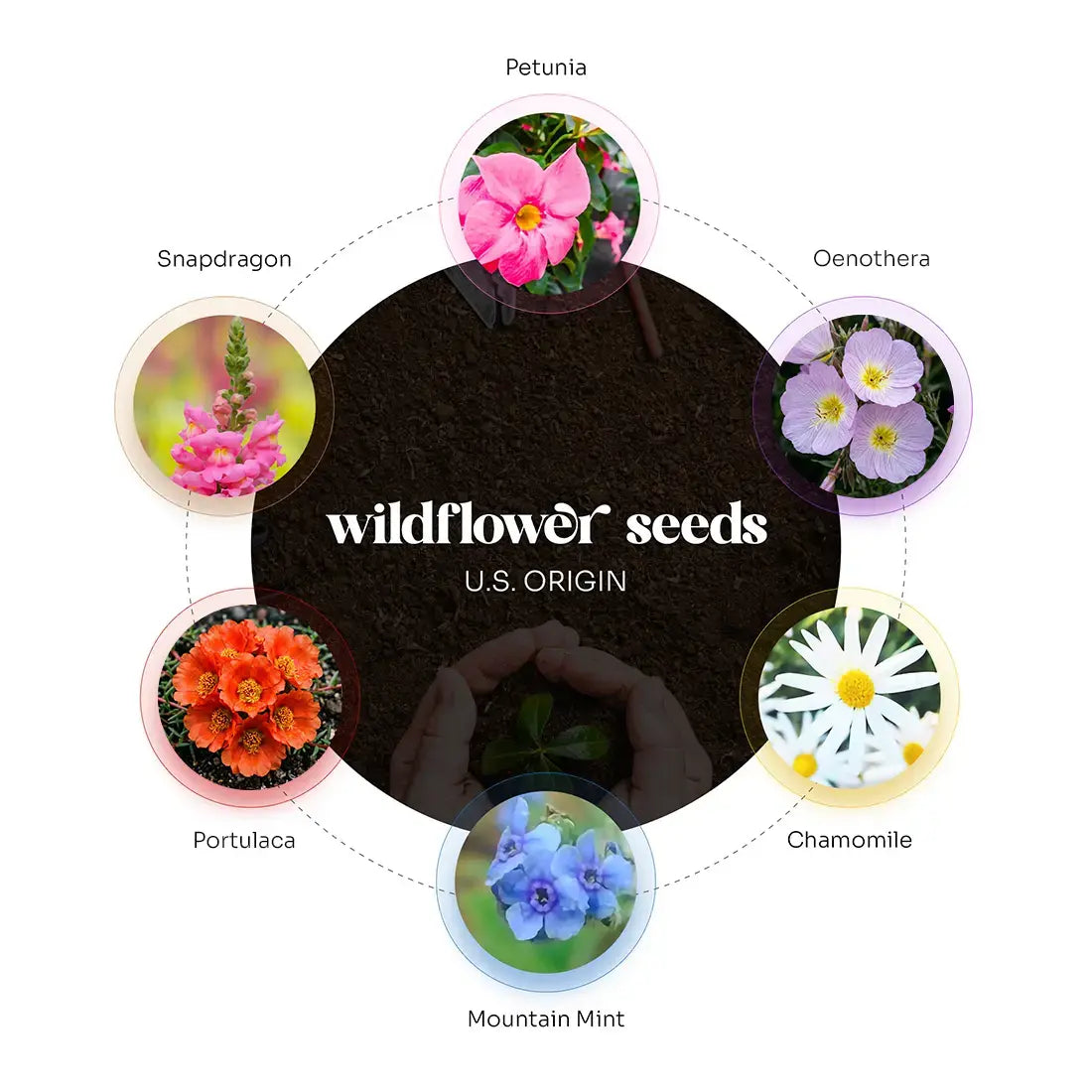 Confetti Seed Paper wildflower seeds infographic showing U.S. origin varieties including Petunia, Snapdragon, Oenothera, Chamomile, Mountain Mint, and Portulaca