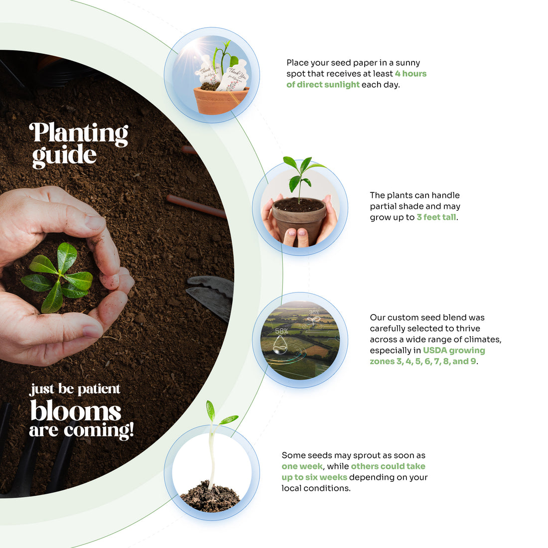 Steps to plant a seedling, featured on Bloom Thank You Tags, with clear instructions and visuals for easy understanding
